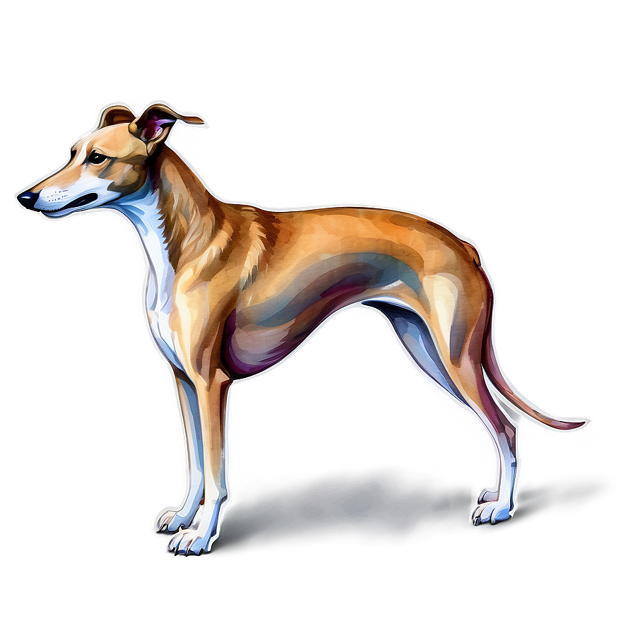 Greyhound Watercolor Png Giv52