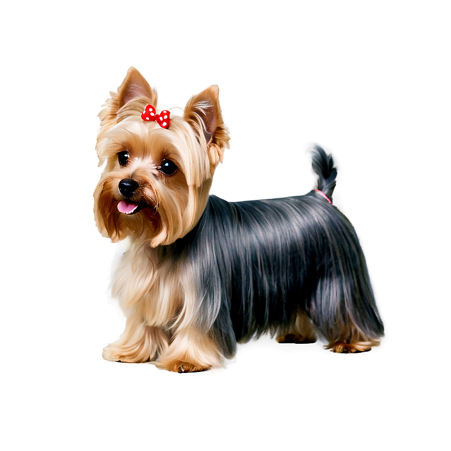 Groomed Yorkie Png 06242024