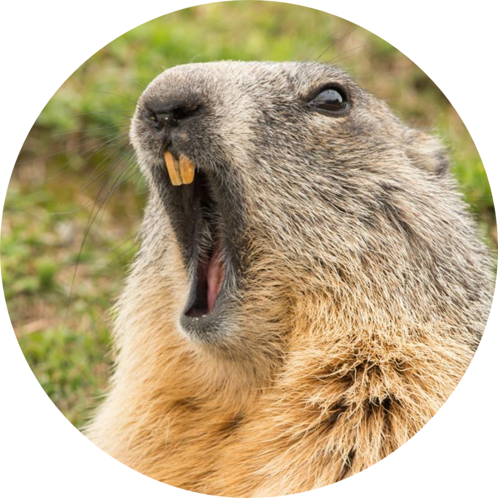 Groundhog_ Closeup_ Portrait.jpg