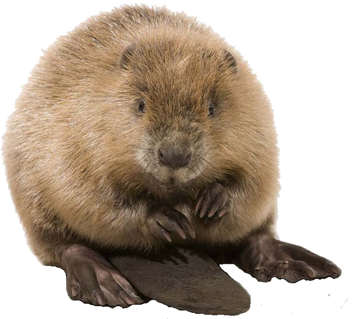 Groundhog Standing Transparent Background.png