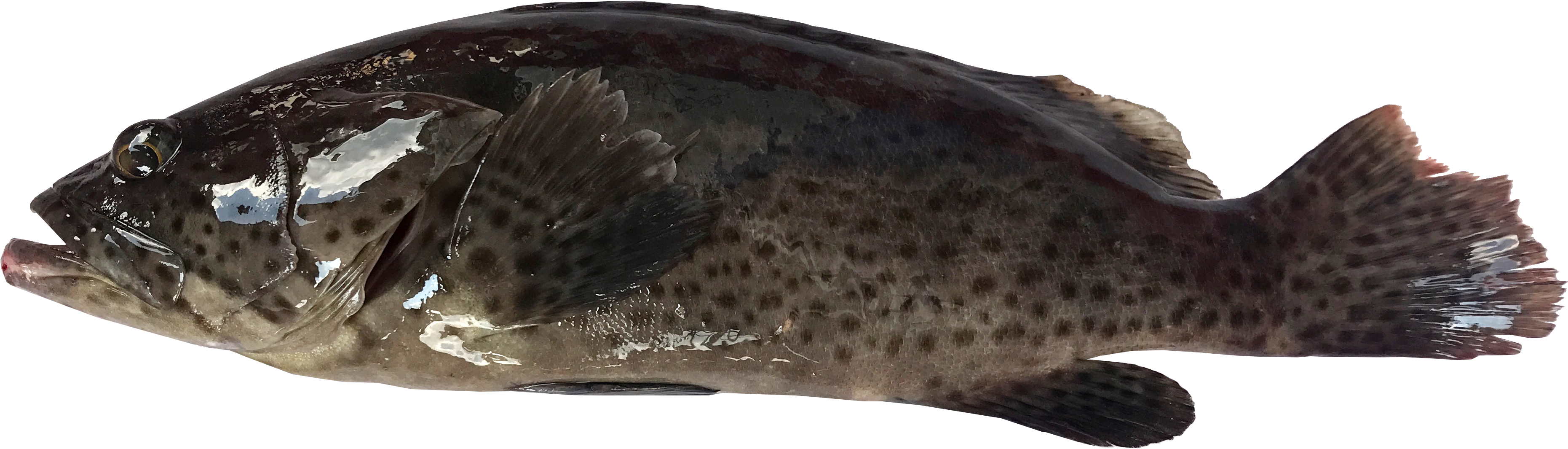 Grouper Side View.png