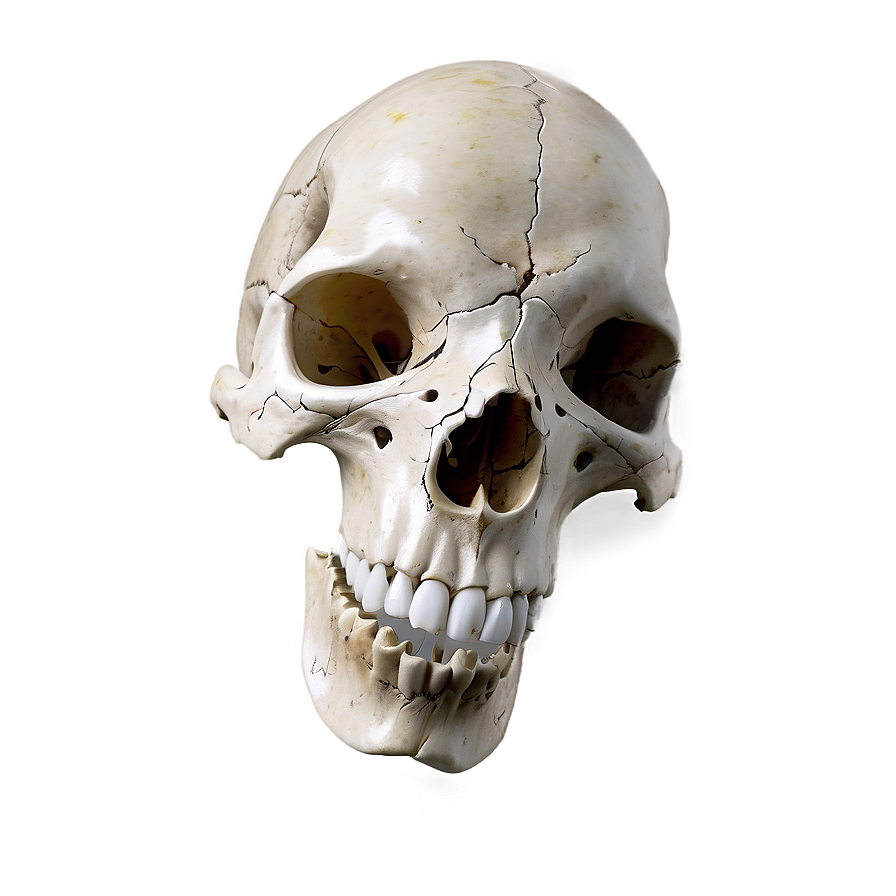 Grunge Animal Skull Png 06282024