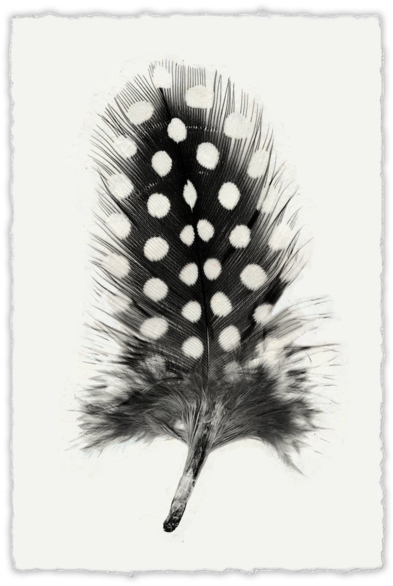 Guinea_ Fowl_ Feather_ Art