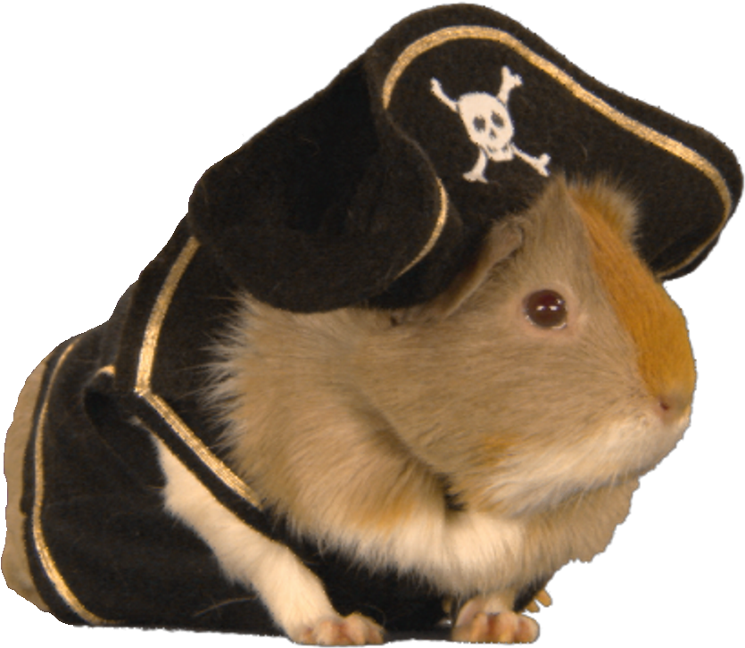 Guinea Pig Pirate Costume