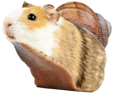 Guinea Pig Shell Hybrid Creature