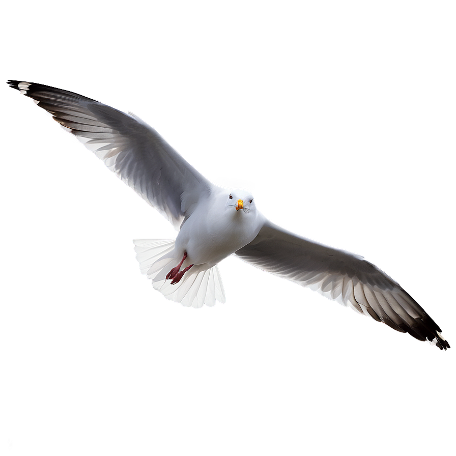 Gull Gliding In Sky Png 06122024