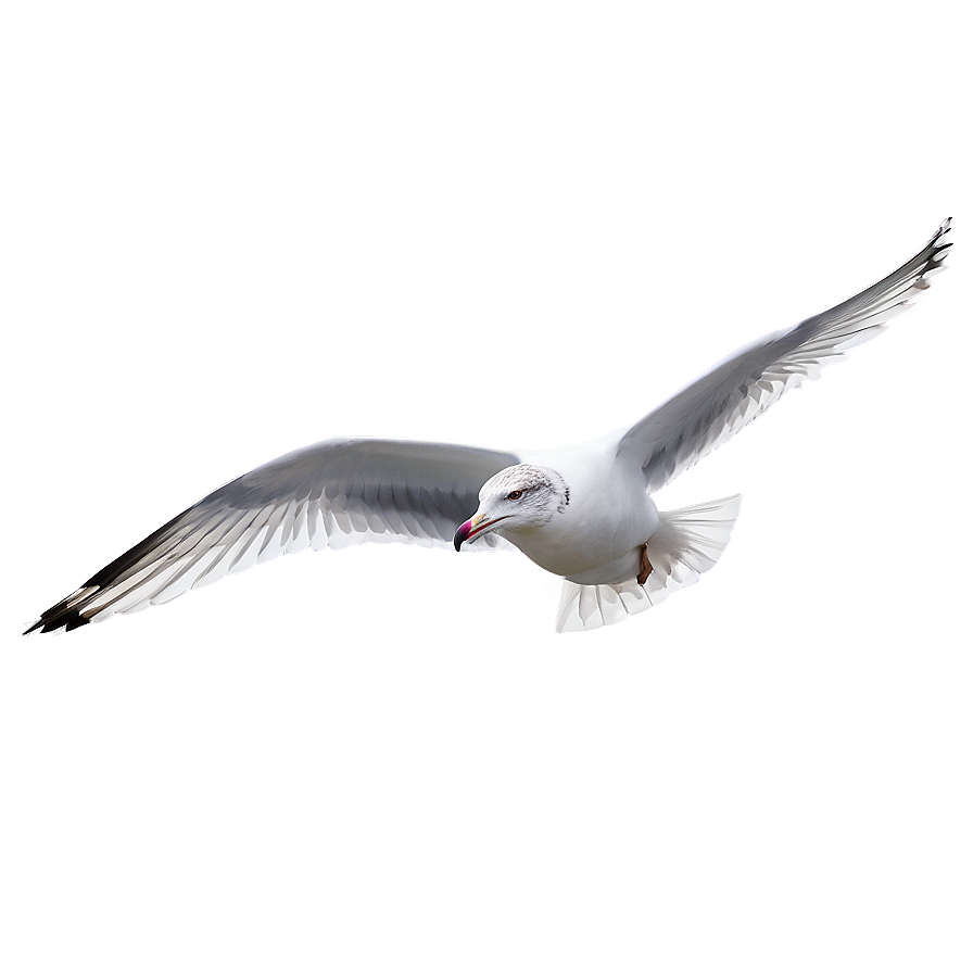 Gull Gliding In Sky Png Jpu