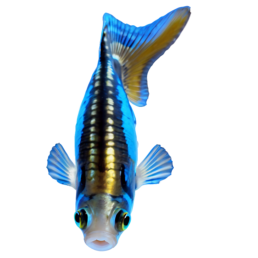 Guppy Fish Png Nbt