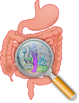 Gut Flora Under Magnifying Glass