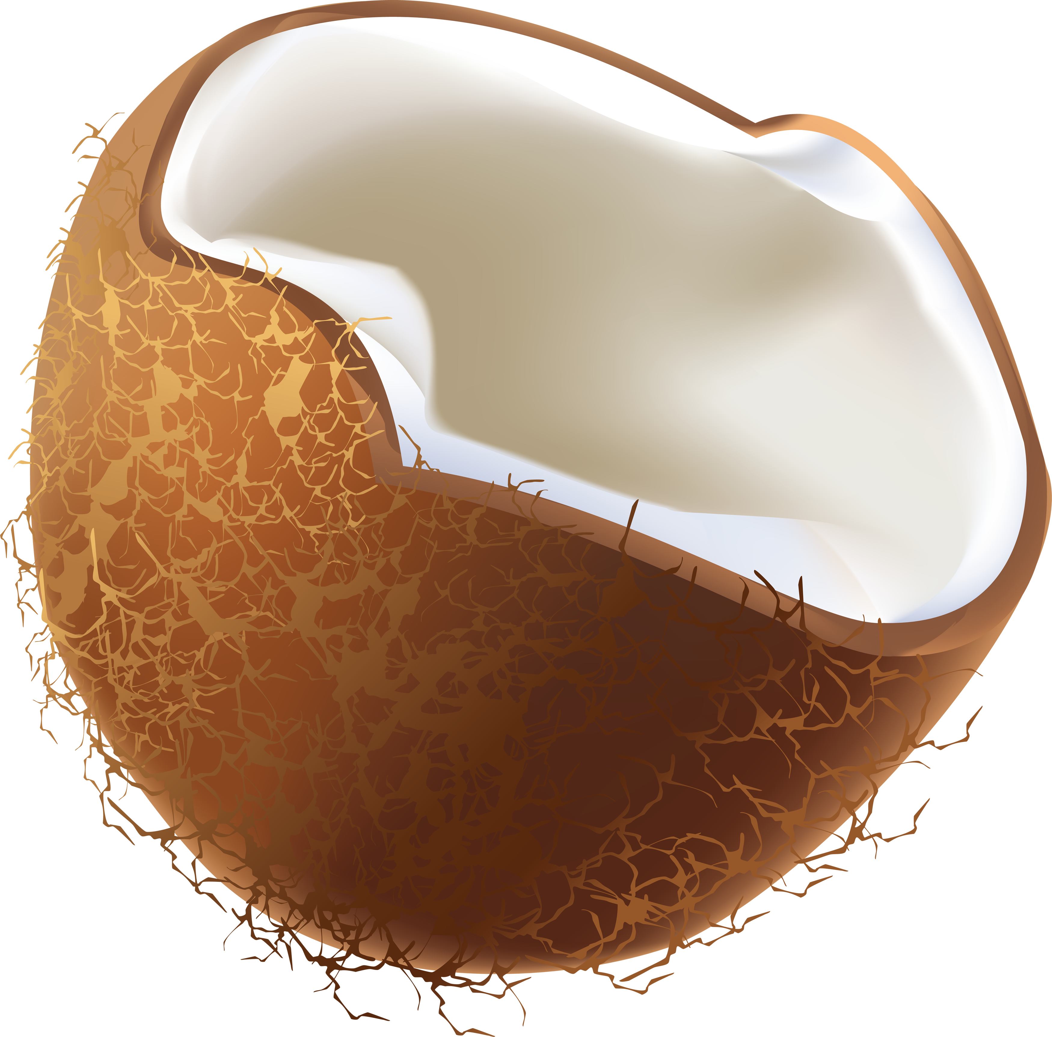 Half Coconut Graphic