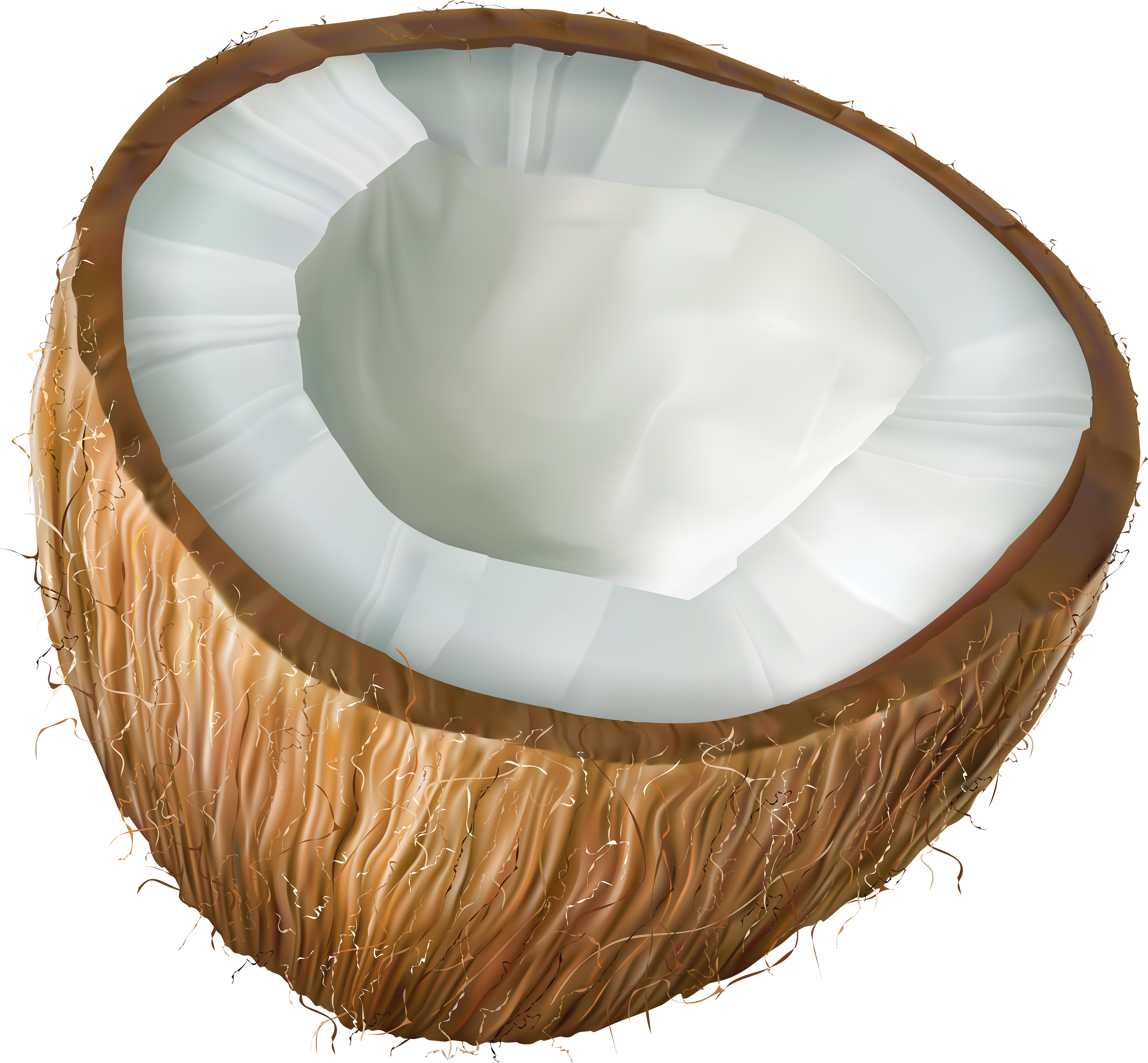 Half Coconut Section Illustration