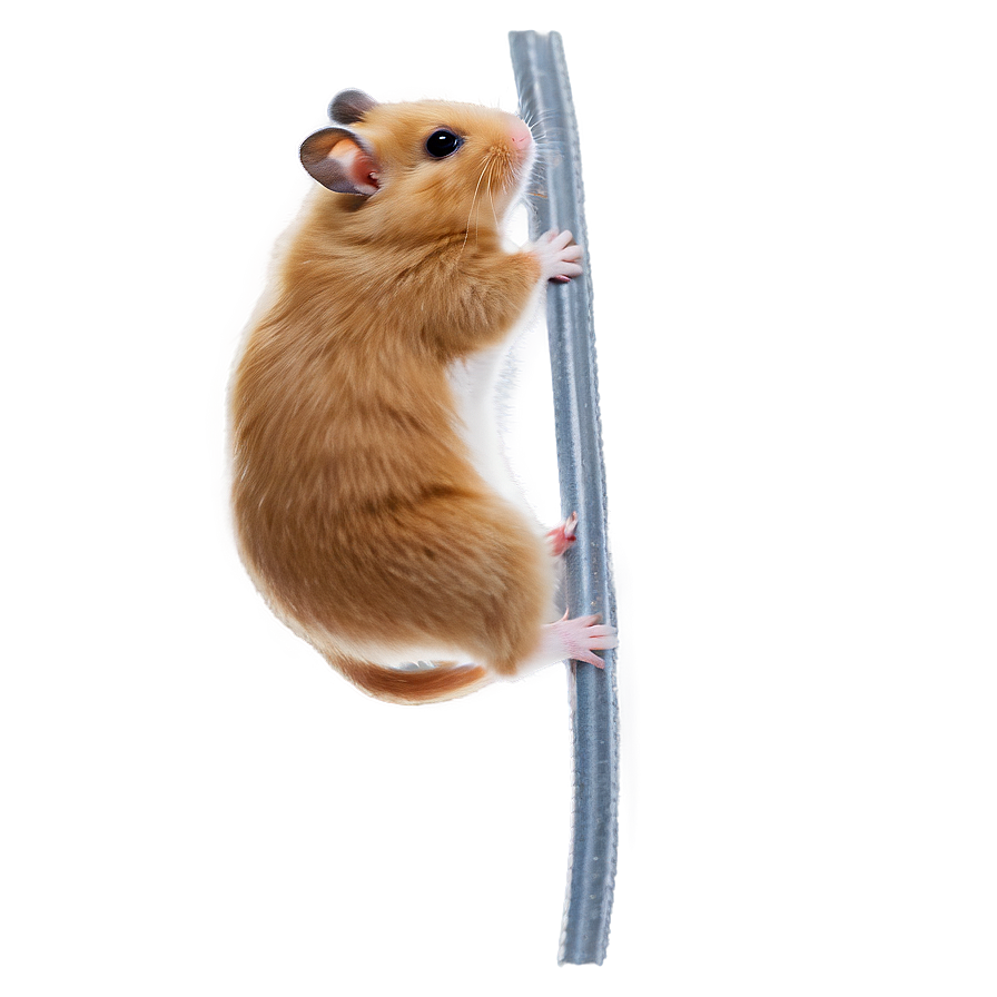 Hamster Climbing Png Ldf28