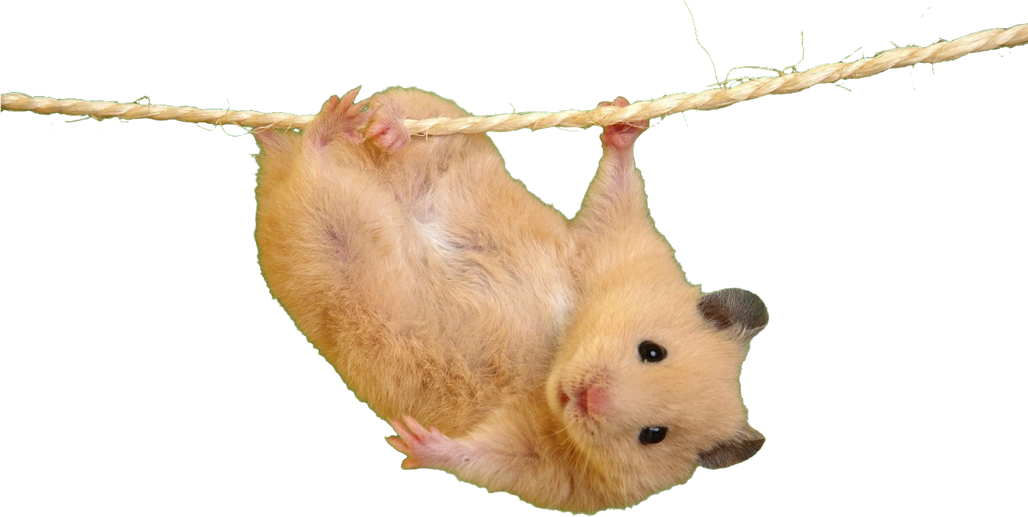 Hamster Hanging From Rope