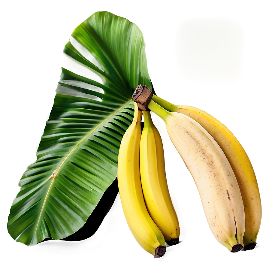 Hand-drawn Banana Leaf Png Fqu