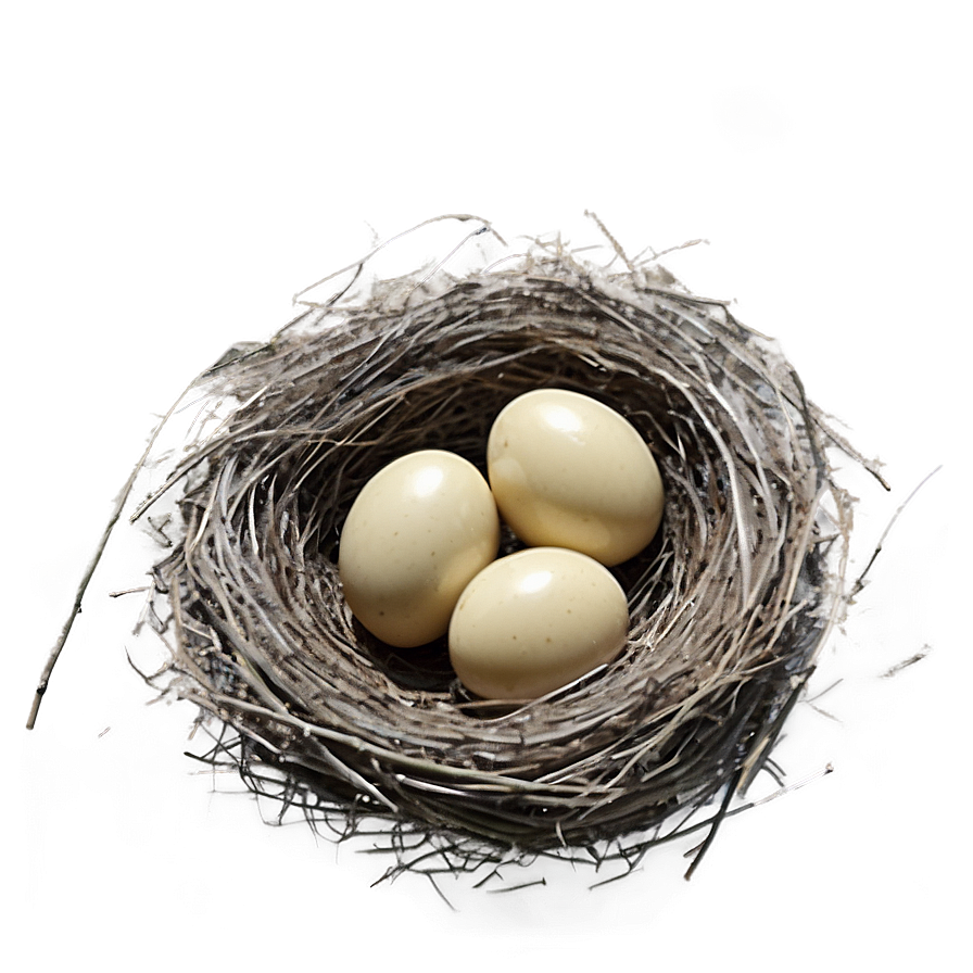 Hand Drawn Bird Nest Png Fgs3