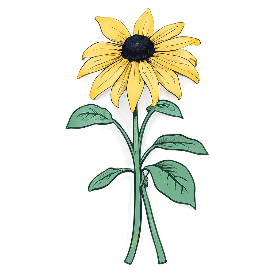 Hand Drawn Black Eyed Susan Png 76