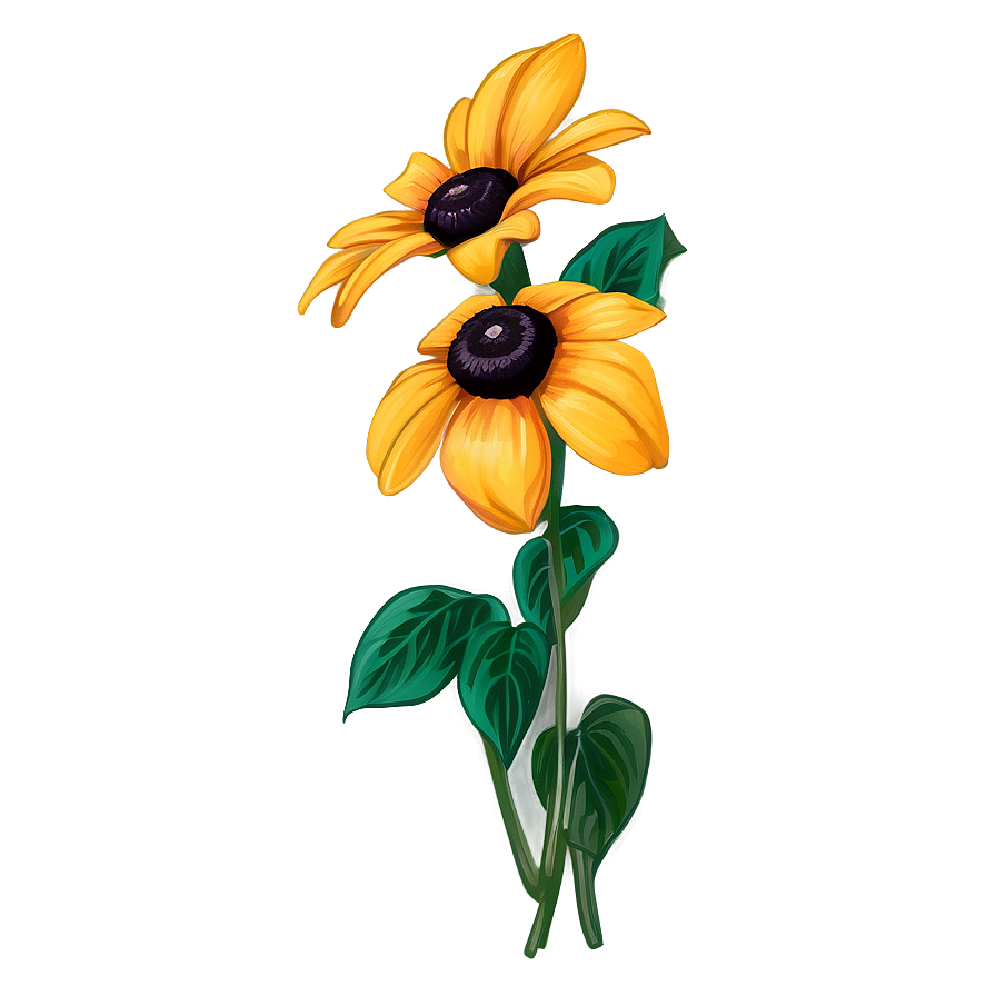 Hand Drawn Black Eyed Susan Png Xme76