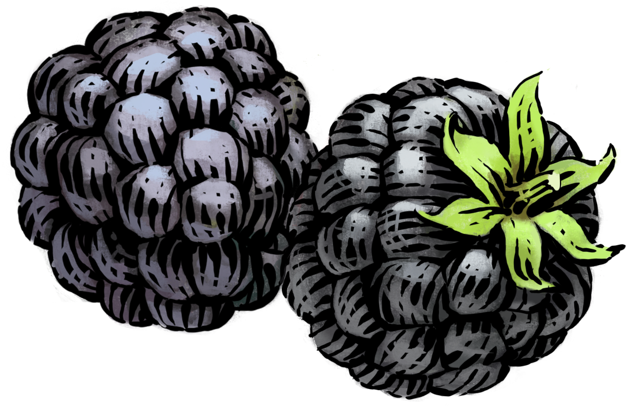 Hand Drawn Blackberries Illustration