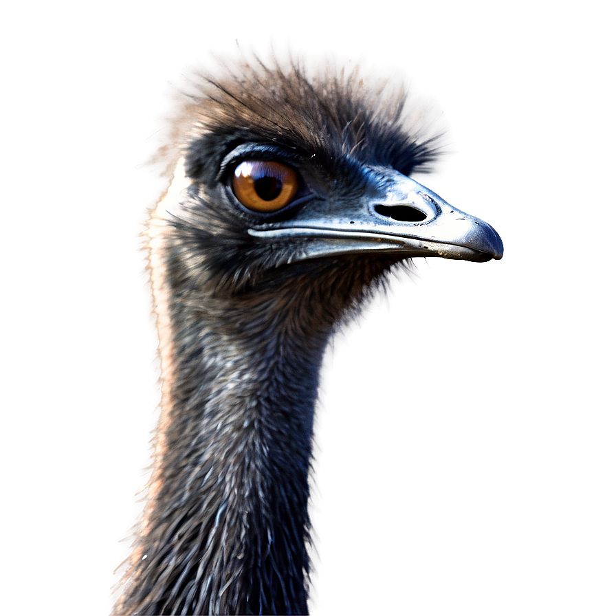 Hand Drawn Emu Png Wqe