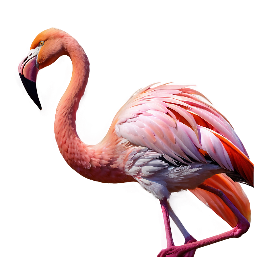 Hand Drawn Flamingo Sketch Png 05062024