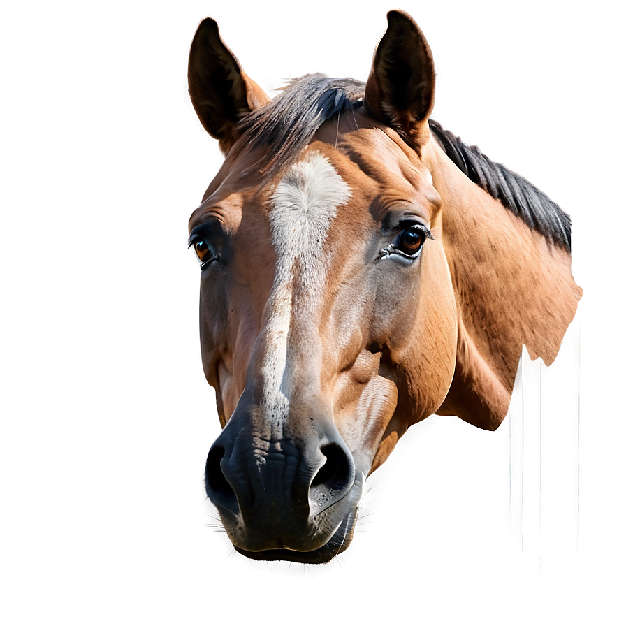 Hand Drawn Horse Head Art Png Xhd95