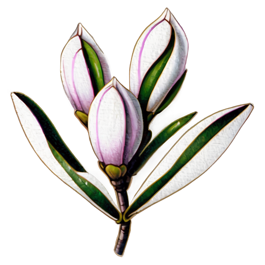 Hand-drawn Magnolia Flower Png 06252024