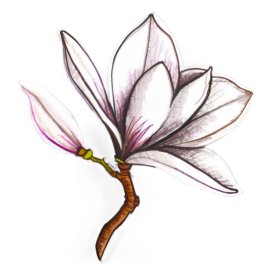 Hand-drawn Magnolia Sketch Png Hlo66