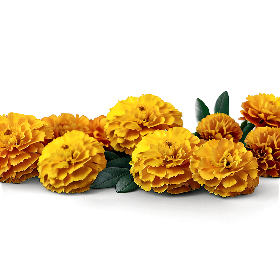 Hand Drawn Marigolds Png 06132024