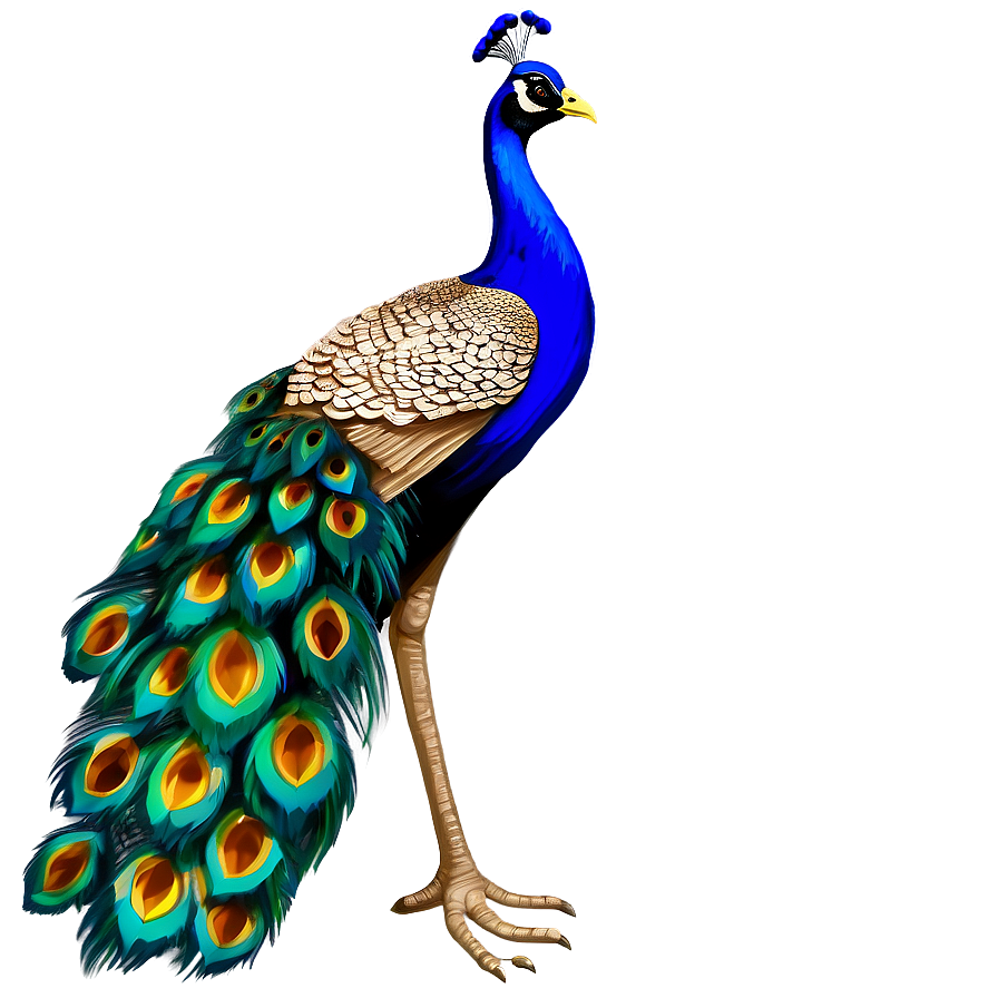 Hand Drawn Peacock Png 06232024