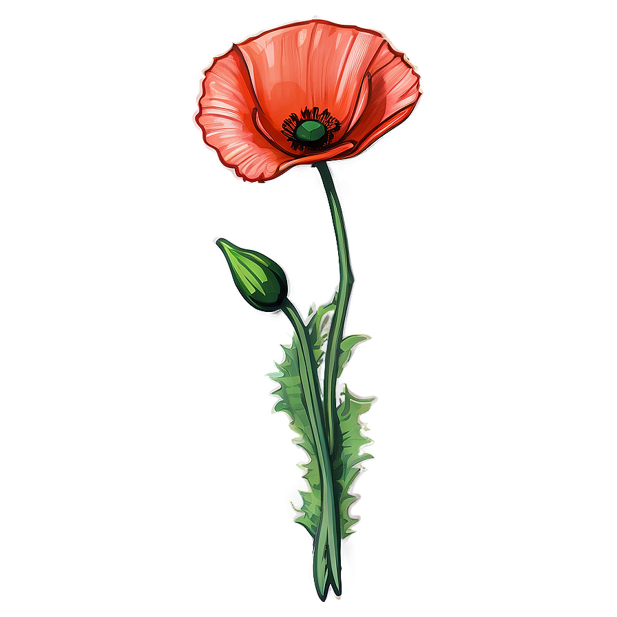 Hand-drawn Poppy Sketch Png Msp