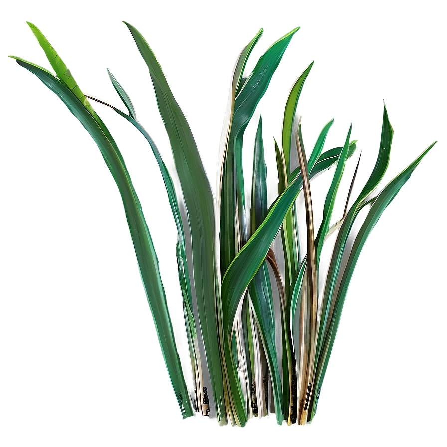 Hand Drawn Seagrass Png Gnn44