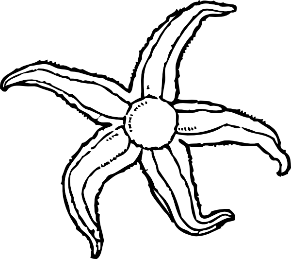 Hand Drawn_ Starfish_ Clipart