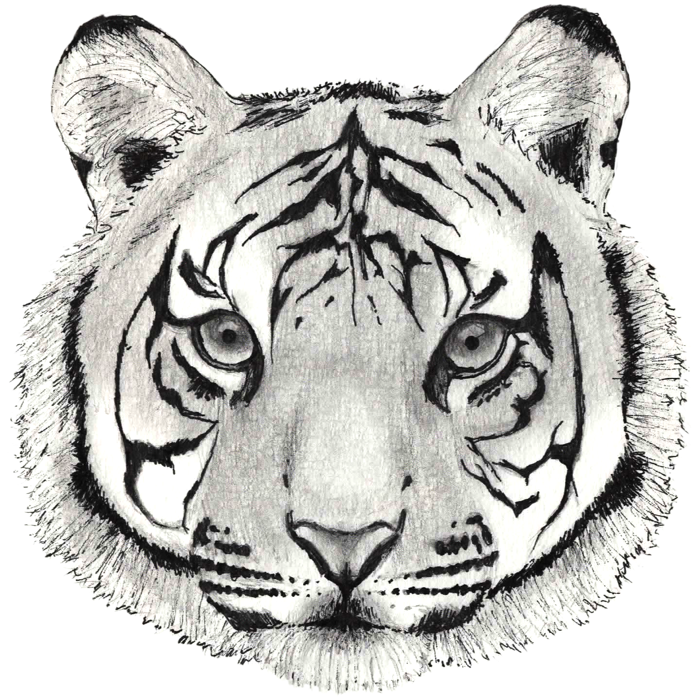 Hand Drawn Tiger Face Sketch