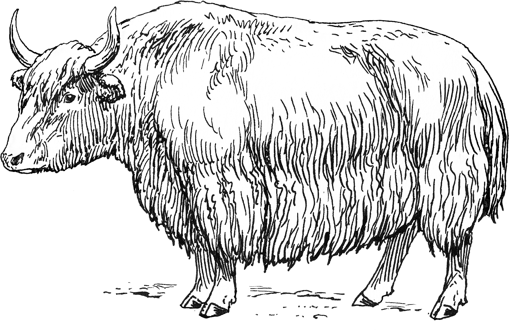 Hand Drawn Yak Illustration