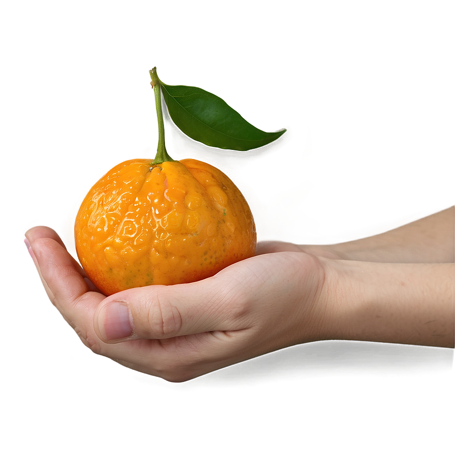 Hand Holding Mandarin Png 06242024