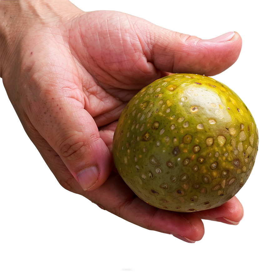 Hand Holding Passion Fruit Png 06252024