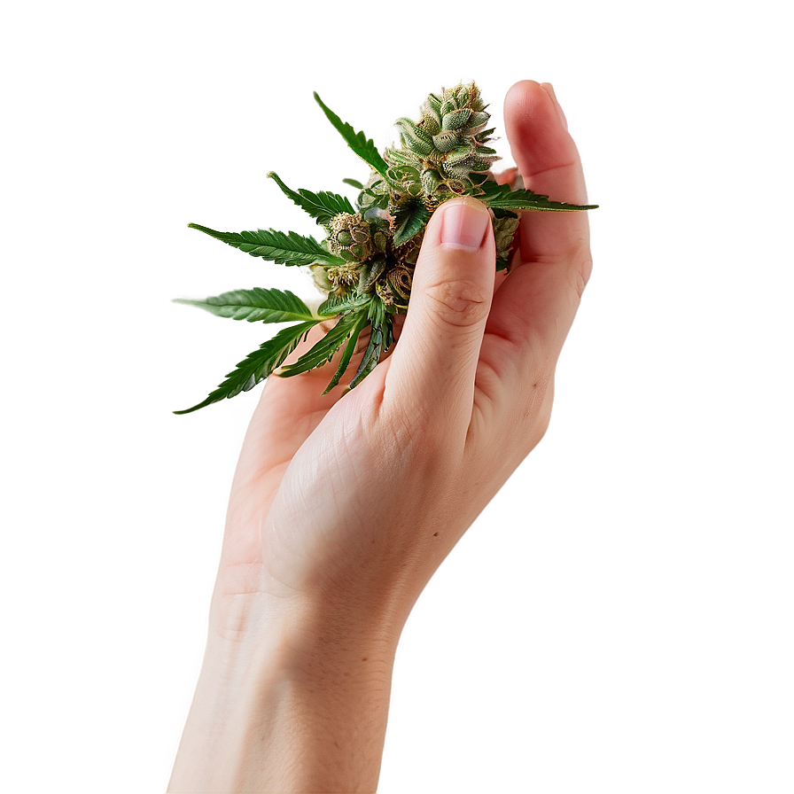 Hand Holding Weed Png 05032024