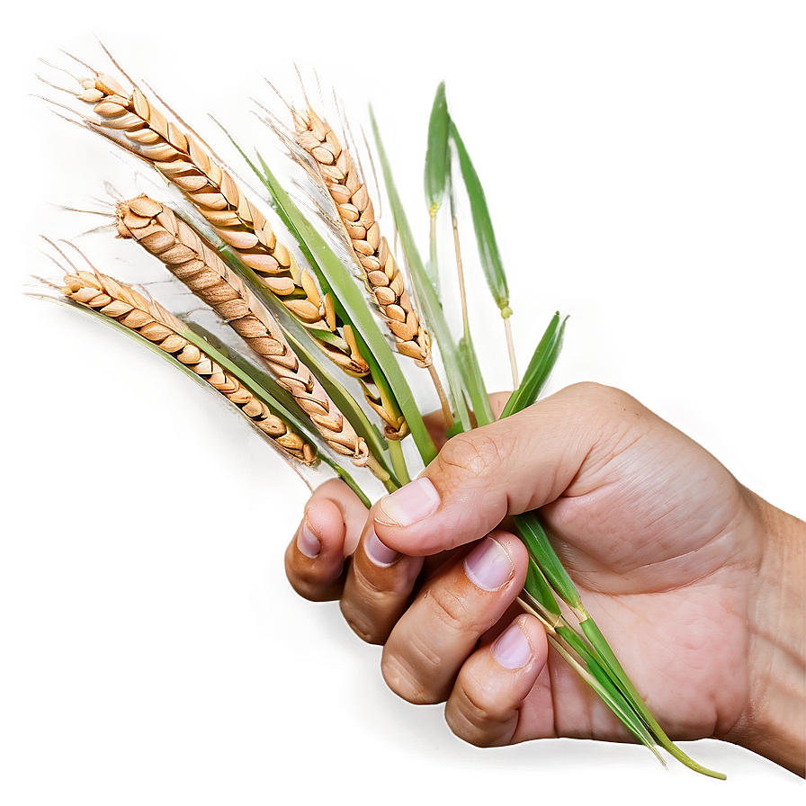 Hand Holding Wheat Png Ogl40