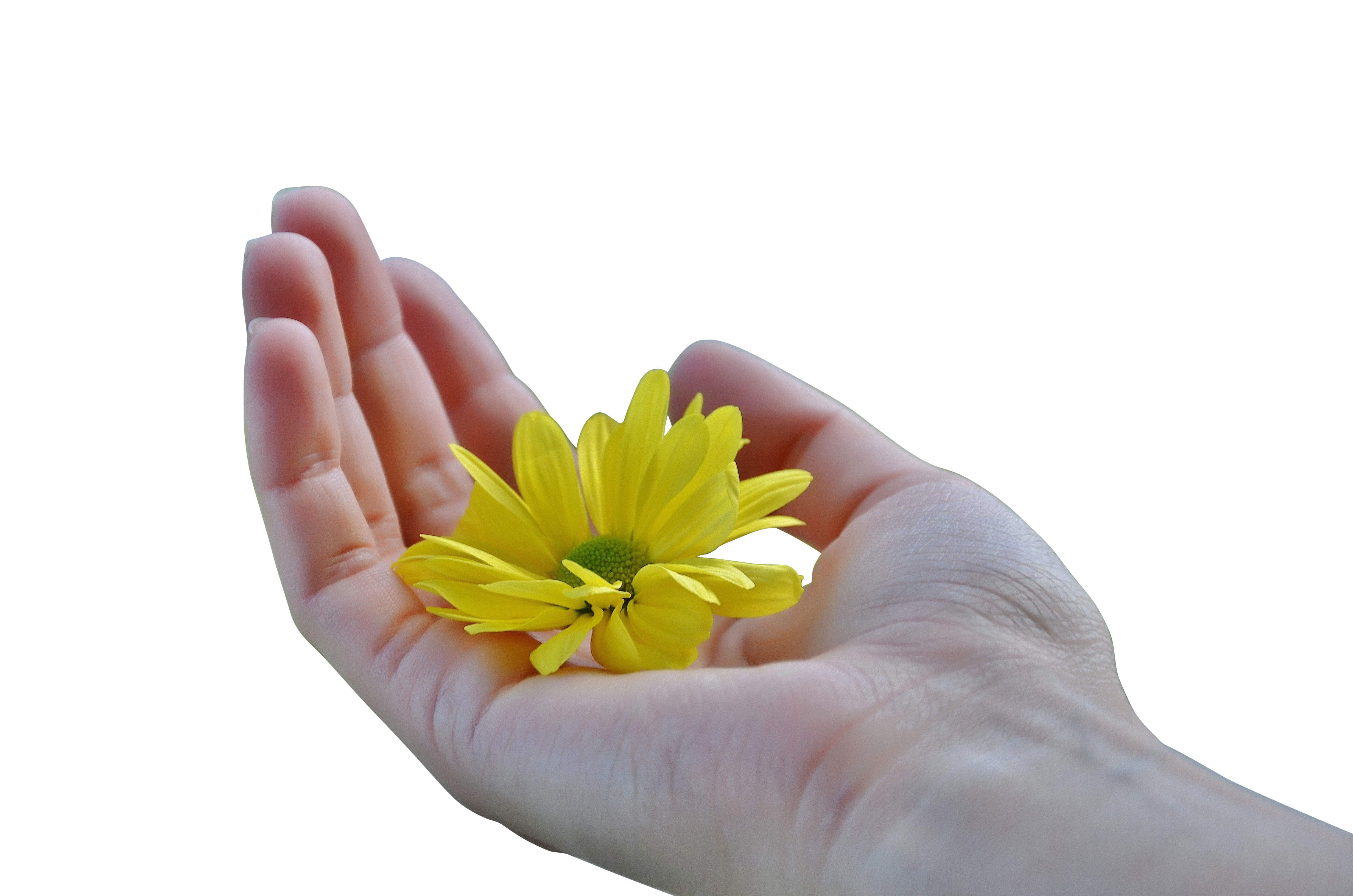 Hand Holding Yellow Flower Black Background