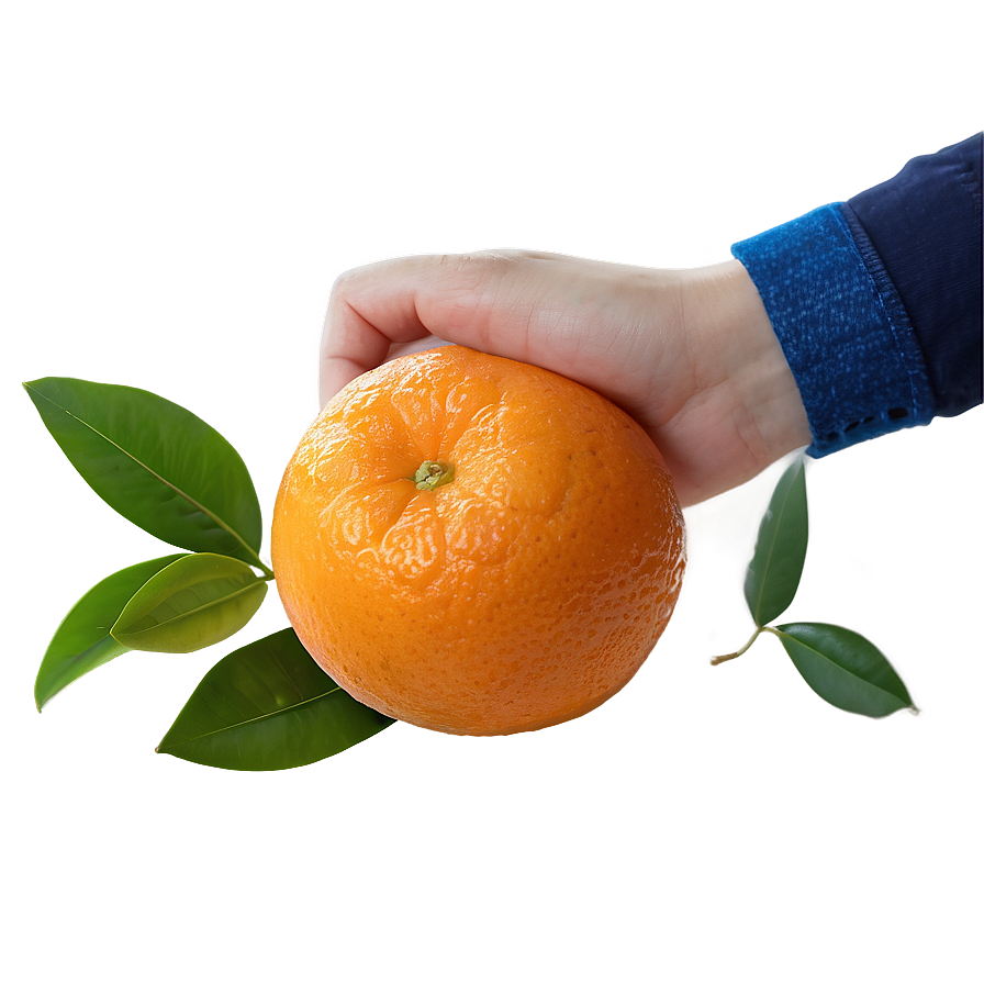 Hand-picked Orange Fruit Png 05032024