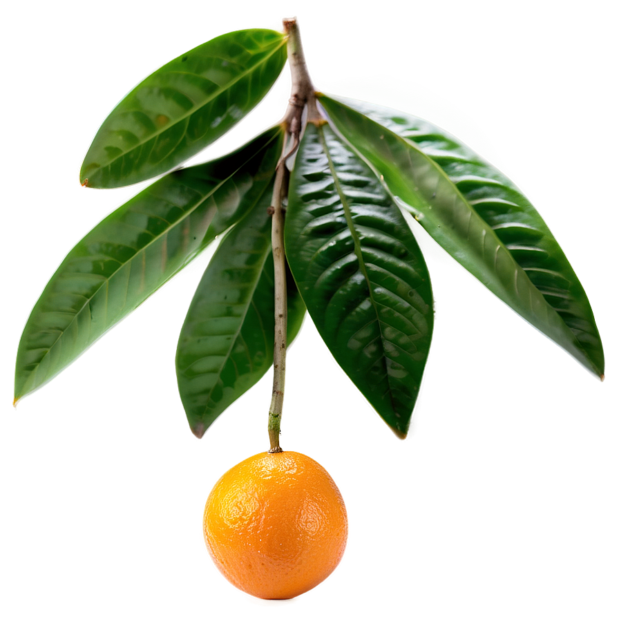 Hand-picked Orange Fruit Png 05032024