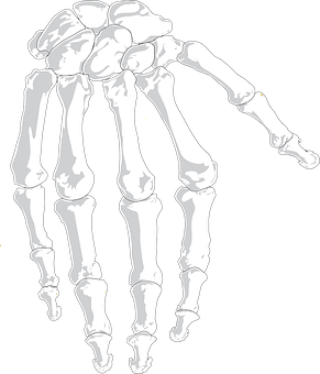 Hand Skeleton Illustration