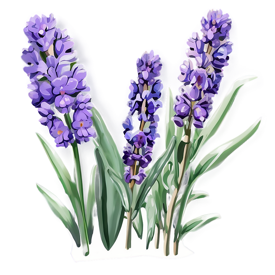 Handpicked Lavender Png 06132024