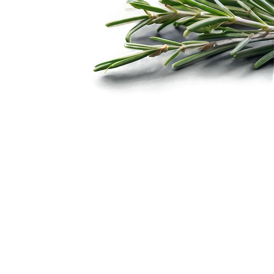 Handpicked Rosemary Bundle Png 06122024