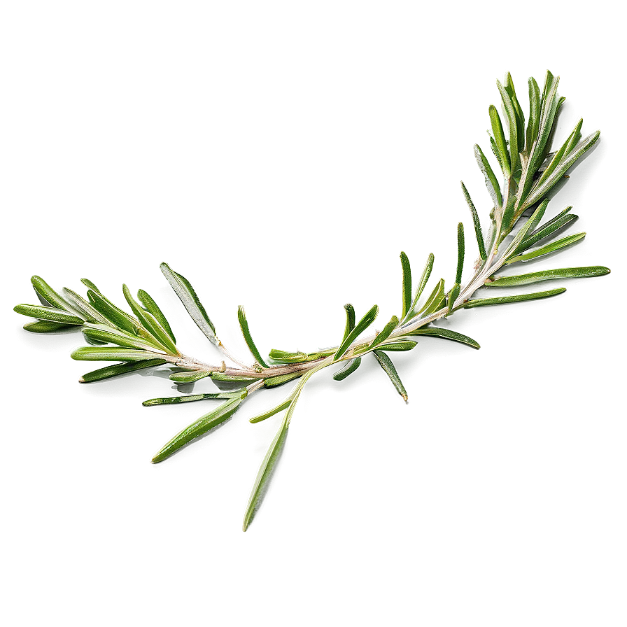 Handpicked Rosemary Bundle Png Dgk22