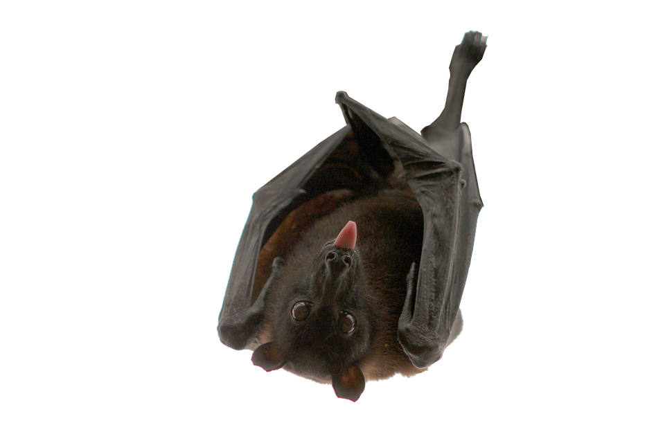 Hanging Bat Transparent Background