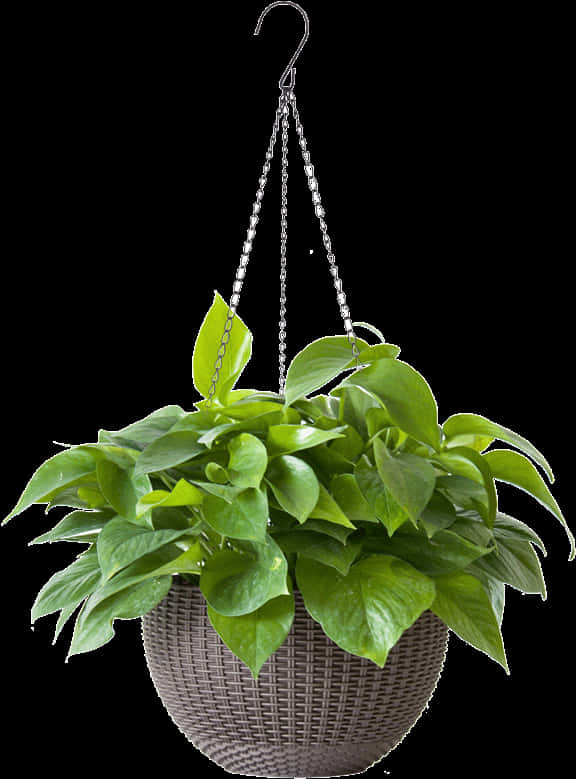 Hanging Green Plant Basket