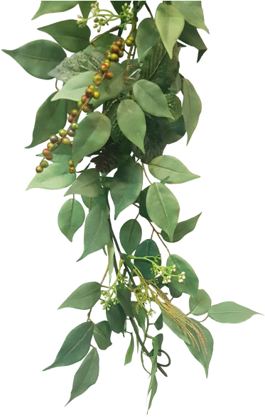 Hanging Green Plantwith Berries