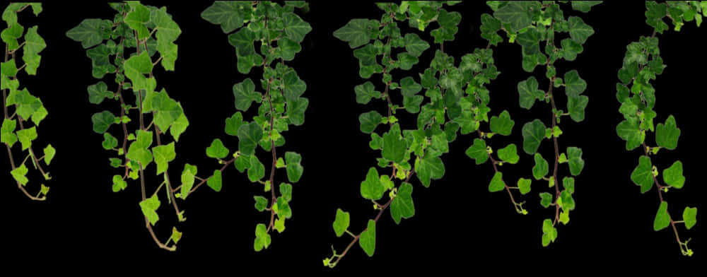 Hanging Green Vines Black Background