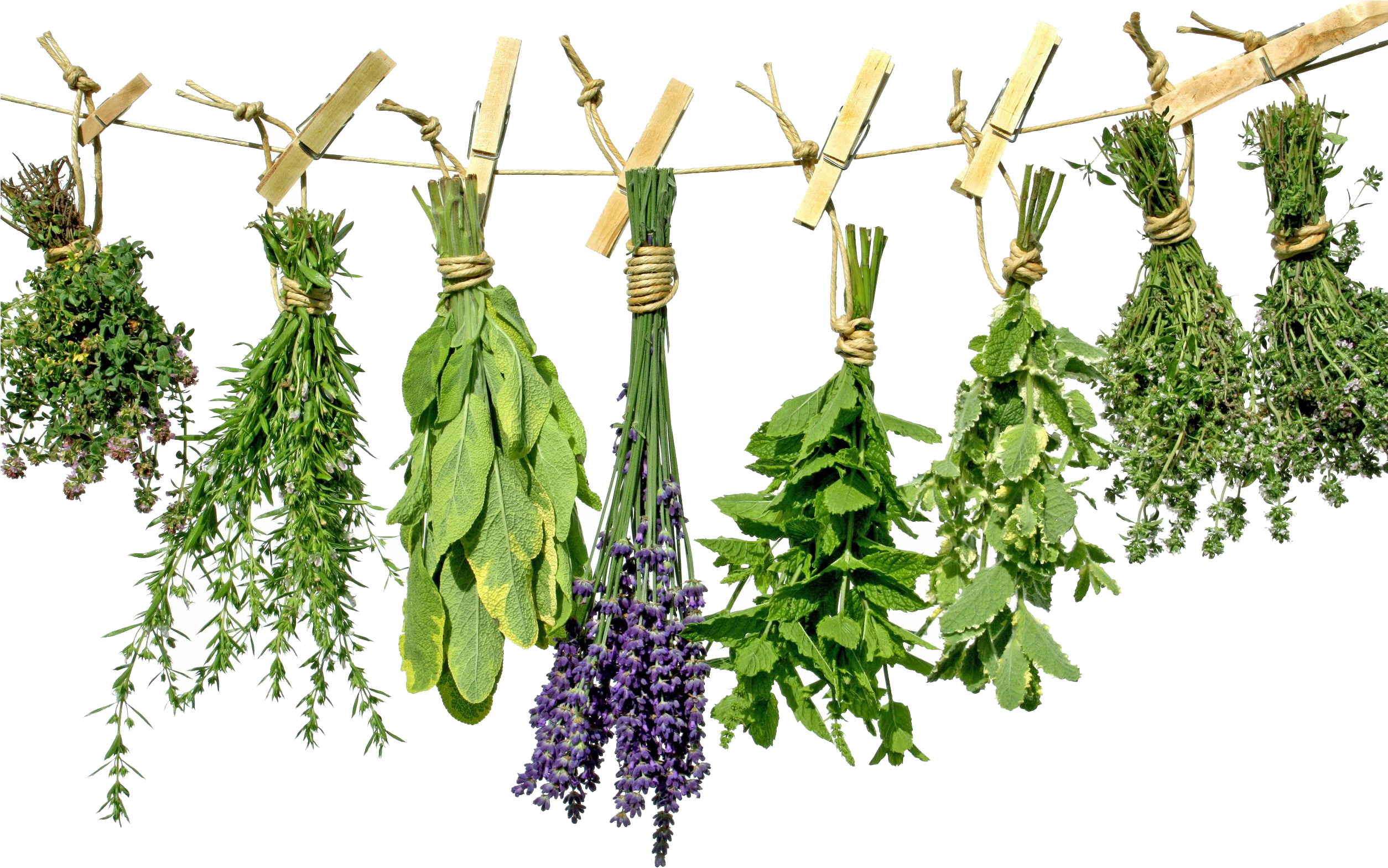 Hanging Herbs Drying Process